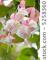 Fuchsia 5258360