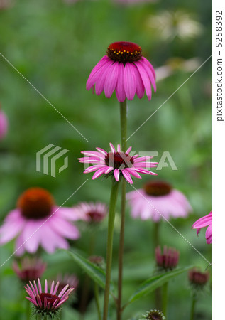Echinacea 5258392