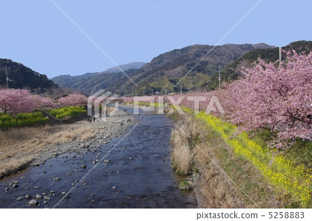 Kawazu櫻花行櫻花 5258883