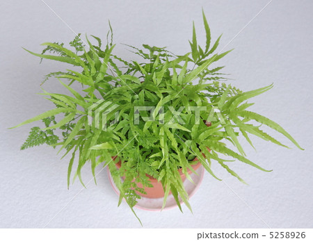 Weed pot Weed pot 5258926