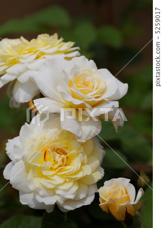 Pale yellow rose flower of the Jindai plant park · Moon sprite 5259017