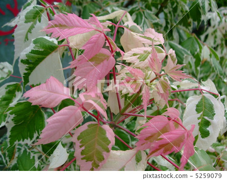 花夏天 花夏天 5259079