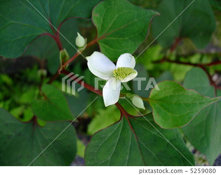 花Dokudami植物 5259080