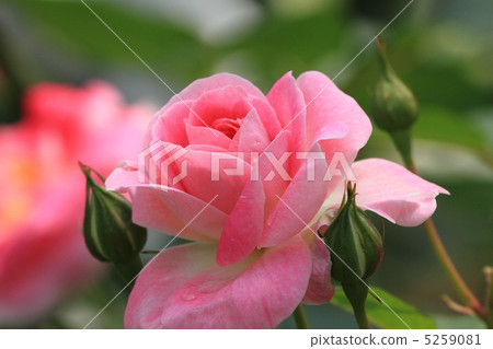 沿火車站的淡粉紅的玫瑰色花在雨天 沿火車站的淡粉紅的玫瑰色花在雨天 5259081