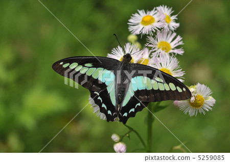 Mosquito of Aosujihaja 5259085