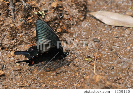 Water absorption of crow's swallowtail 5259120