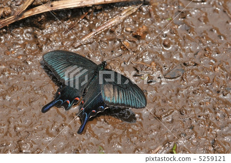 Water absorption of crow's swallowtail 5259121