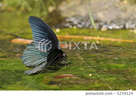 長崎beaga的吸收 5259124