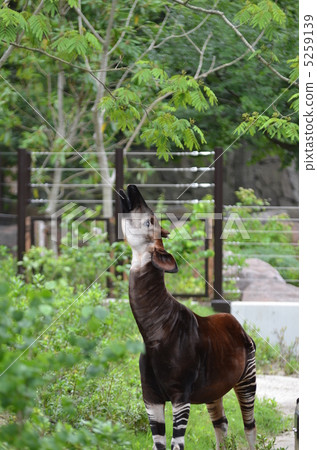 Okapi stretching his neck 5259139