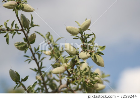 杏仁樹和水果 5259244