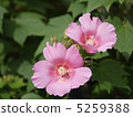  芙蓉 5259388