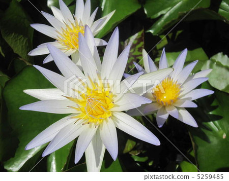 白花 白花 5259485