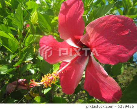 Hibiscus Hibiscus 5259486