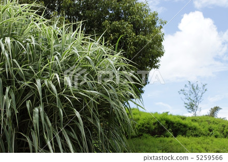 Striped mushroom 5259566
