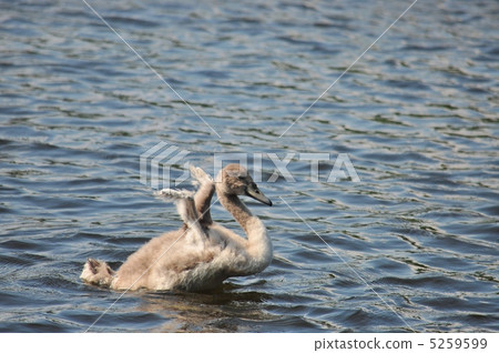 天鵝寶寶拍打著 5259599
