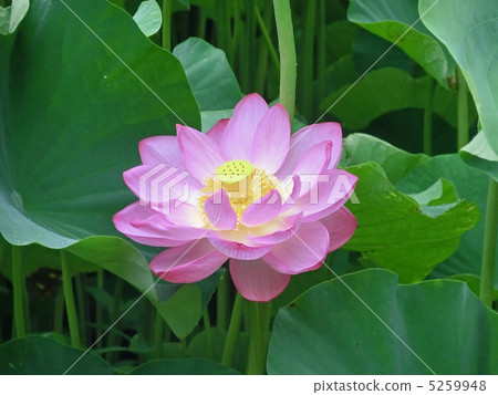 Lotus flower of Yakushi-ike park Lotus flower of Yakushi-ike park 5259948