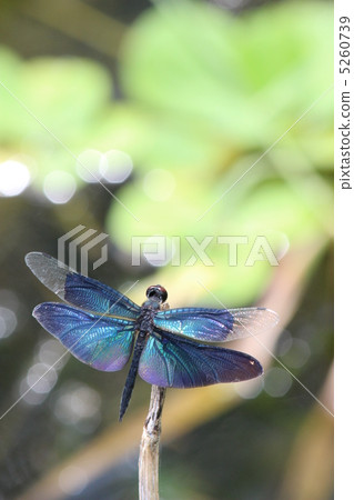 Sparkling dragonfly 5260739