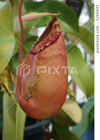 豬籠草蘇門答臘食肉植物 5260845