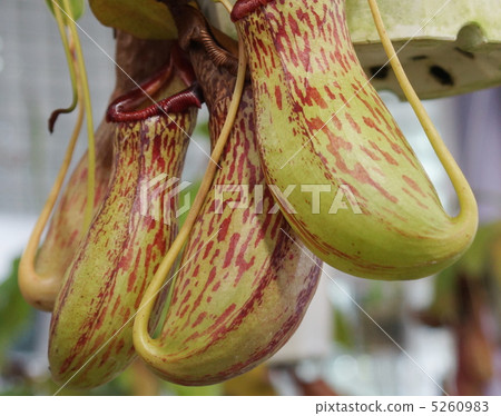 Nepenthes Bulkeye carnivorous plant Nepenthes Bulkeye carnivorous plant 5260983