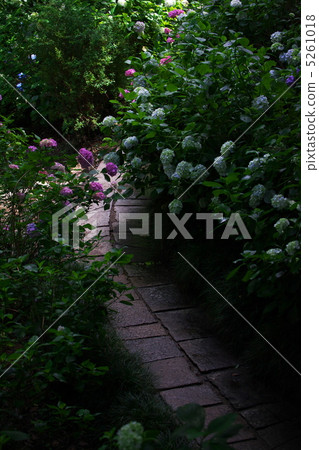 hydrangea hydrangea 5261018