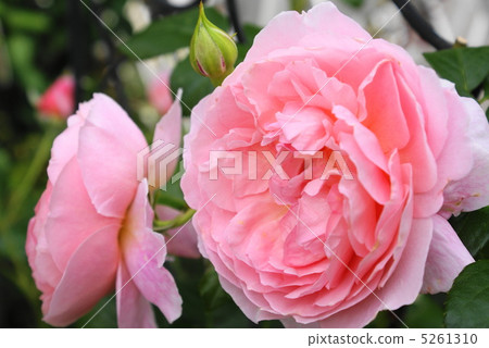 Rose flowers «Strawberry Hill» 5261310