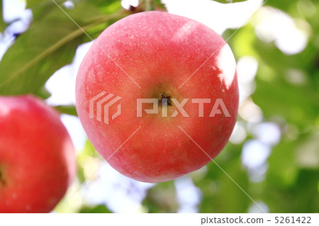 Apple garden 5261422