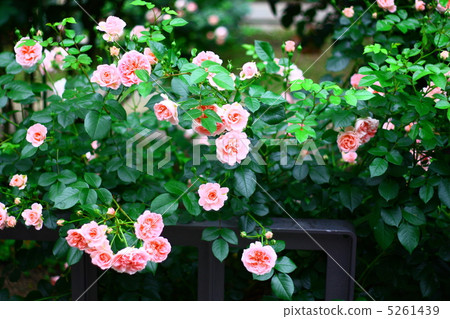 rose rose 5261439