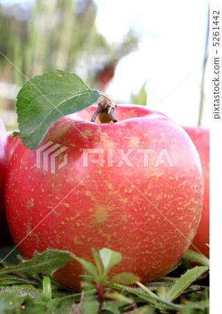 Apple Apple 5261442
