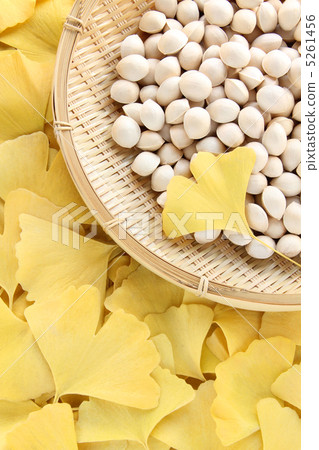 銀杏全長垂直01 銀杏全長垂直01 5261456