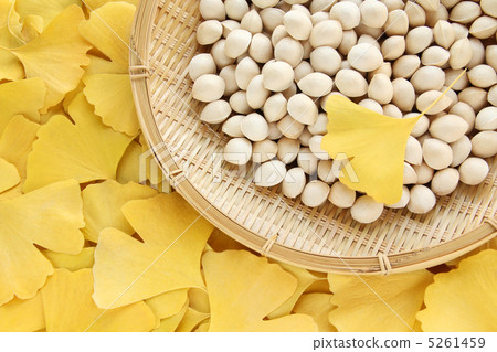 銀杏全臉02 銀杏全臉02 5261459