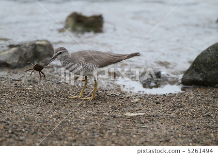 Ki Shishitsugi抓到了一隻螃蟹 5261494