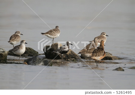 Daisen的成年和幼鳥 5261495