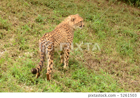 Cheetah_20 Cheetah_20 5261503