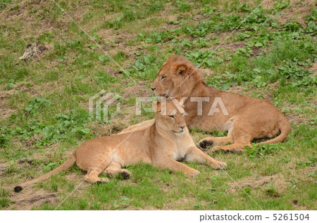 Lion_27 Lion_27 5261504