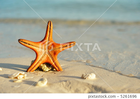 Starfish on a beach 5261696