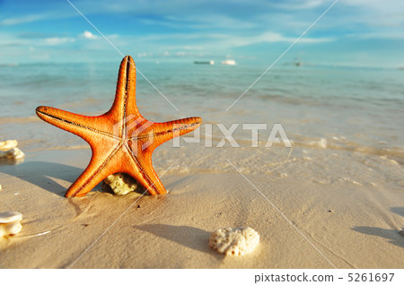 Starfish on a beach 5261697