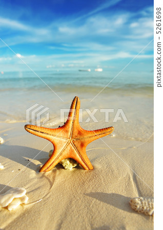 Starfish on a beach 5261698