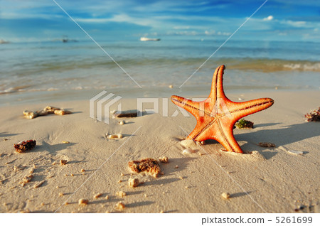 Starfish on a beach 5261699