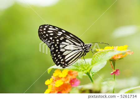 Butterfly 5261734