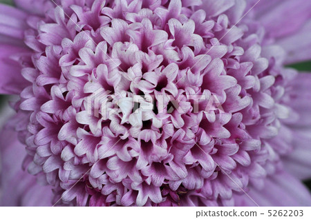 菊花 5262203