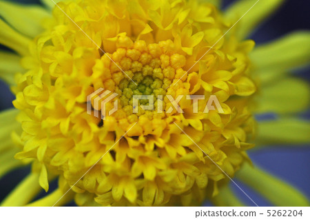 菊花 5262204