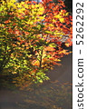 Autumn leaves 5262292