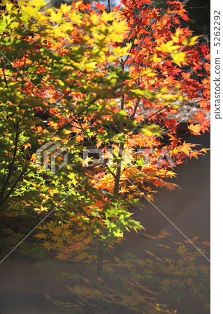 Autumn leaves Autumn leaves 5262292