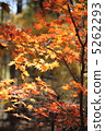 Autumn leaves 5262293