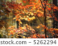 Autumn leaves 5262294