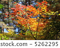 Autumn leaves 5262295