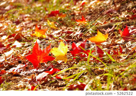 秋天的彩色圖像 5262522