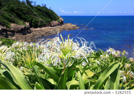 Natsuigahama的Hamayuu 5262555