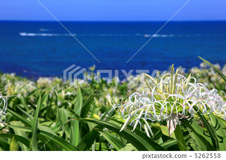 Natsuigahama的Hamayuu 5262558