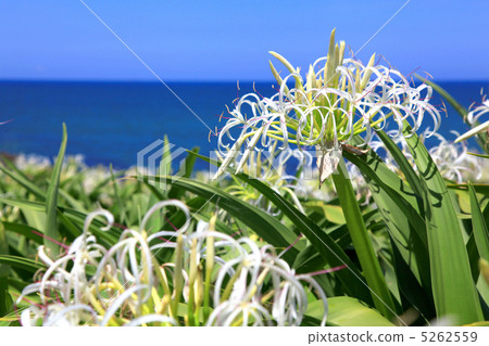 Hamayuu of Natsuigahama 5262559